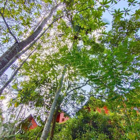 Cinnamon Village Sinharaja دينيايا المظهر الخارجي الصورة