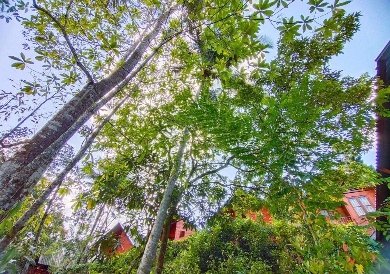 Cinnamon Village Sinharaja دينيايا المظهر الخارجي الصورة